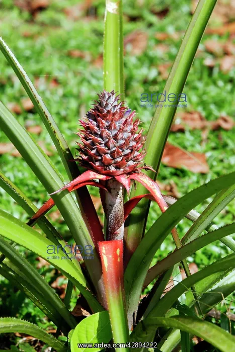  : Pineapple. Venezuela