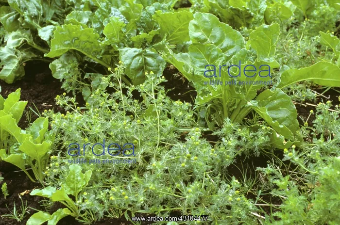 : Pineapple weed in a Sugar Beet crop : Pineapple weed in a Sugar Beet crop