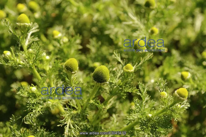 : Pineappleweed : Pineappleweed
