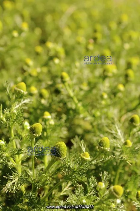 : Pineappleweed : Pineappleweed