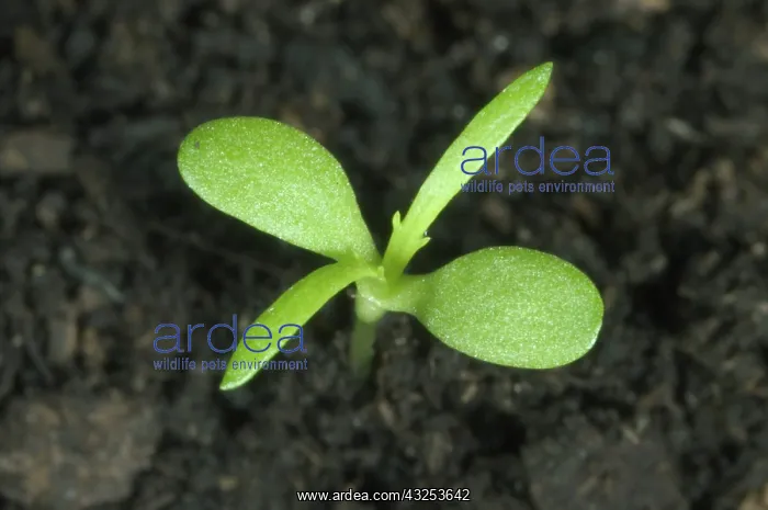 : Pineappleweed seedling : Pineappleweed seedling