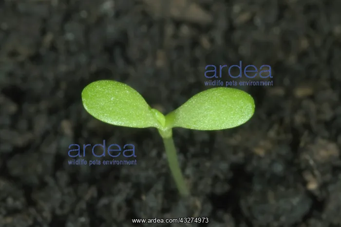 : Pineappleweed seedling : Pineappleweed seedling