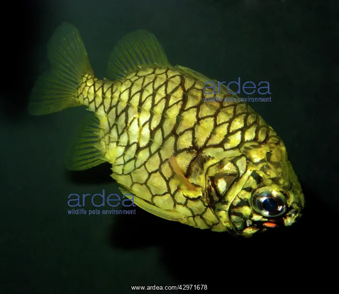 : Pinecone Fish : Pinecone Fish