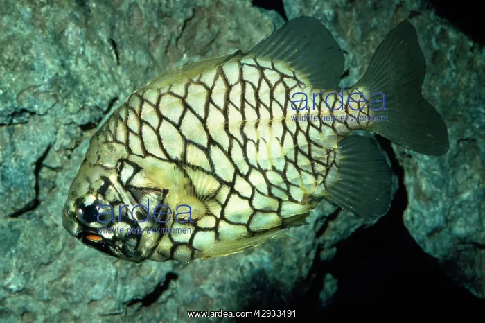 : Pinecone Fish - symbiotic bacteria-biolumnescent organs : Pinecone Fish - symbiotic bacteria-biolumnescent organs