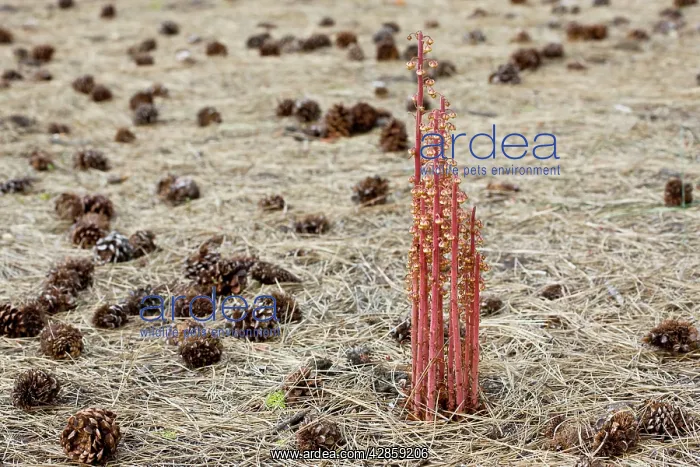 : Pinedrops - a saprophyte or myco-heterotrophs : Pinedrops - a saprophyte or myco-heterotrophs