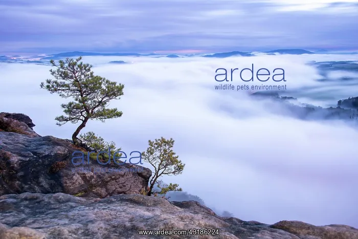 : Pines on the Lilienstein, Elbe Sandstone Mountains : Pines on the Lilienstein, Elbe Sandstone Mountains