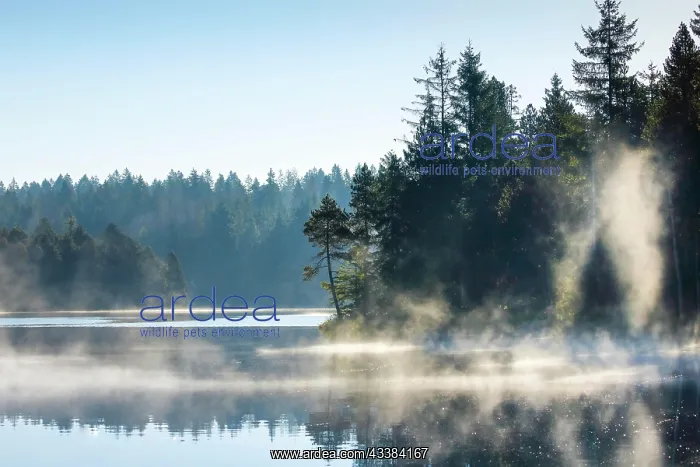 : Pines and spruces line the shore of the mirror-smooth Etang : Pines and spruces line the shore of the mirror-smooth Etang