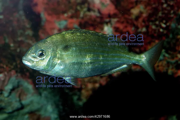 : Pinfish (Lagodon rhomboides). Western Atalntic coasts, Gulf of Mexico : Pinfish (Lagodon rhomboides). Western Atalntic coasts, Gulf of Mexico