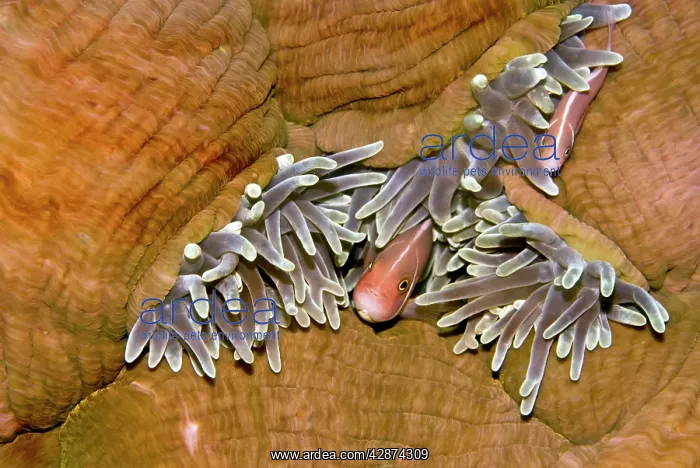 : Pink Anemone Fish - most commonly seen living with : Pink Anemone Fish - most commonly seen living with