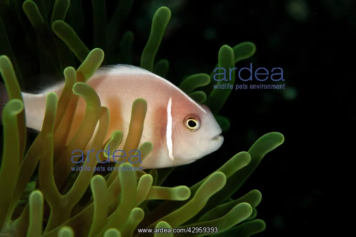 : Pink Anemonefish : Pink Anemonefish
