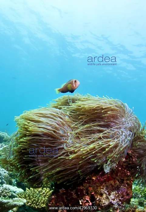 : Pink Anemonefish : Pink Anemonefish