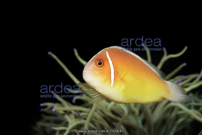 : Pink Anemonefish : Pink Anemonefish
