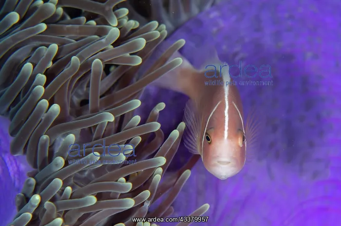 : Pink Anemonefish : Pink Anemonefish