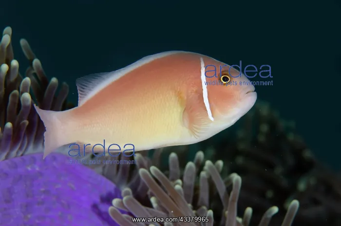 : Pink Anemonefish : Pink Anemonefish