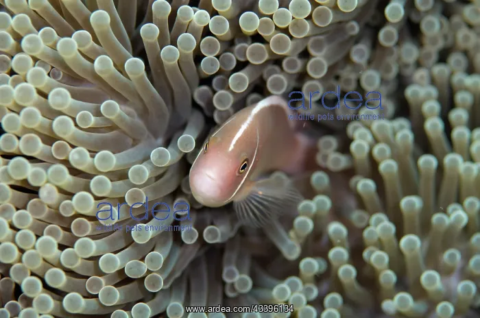 : Pink Anemonefish : Pink Anemonefish