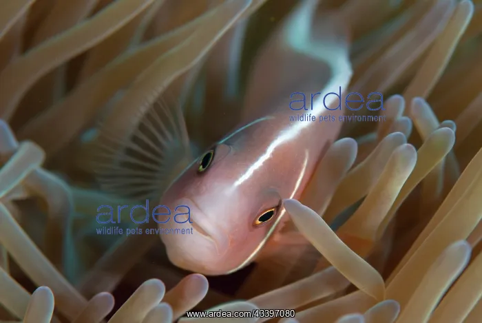 : Pink Anemonefish : Pink Anemonefish
