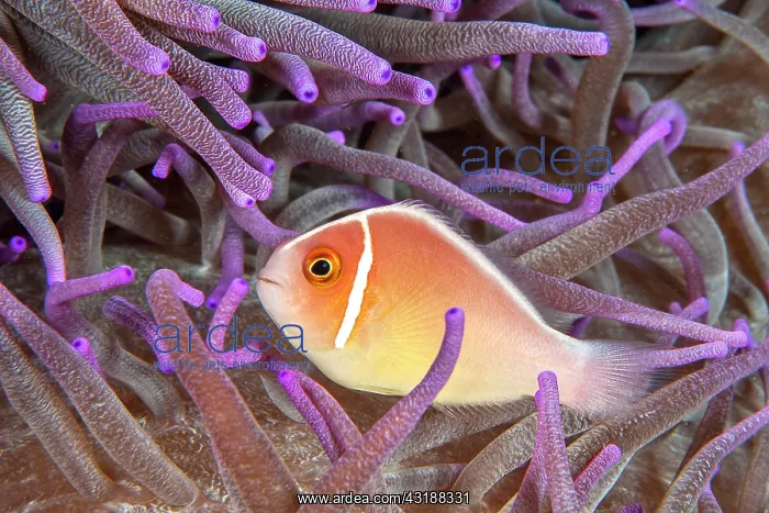 : Pink anemonefish (Amphiprion perideraion) in front : Pink anemonefish (Amphiprion perideraion) in front