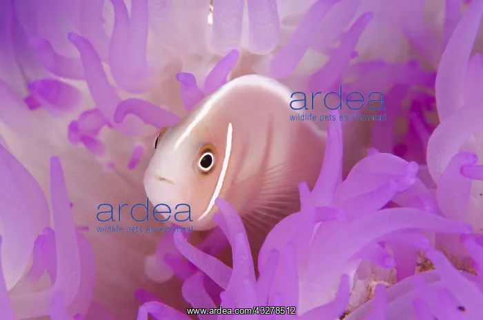 : Pink Anemonefish (Amphiprion perideraion), in pink : Pink Anemonefish (Amphiprion perideraion), in pink