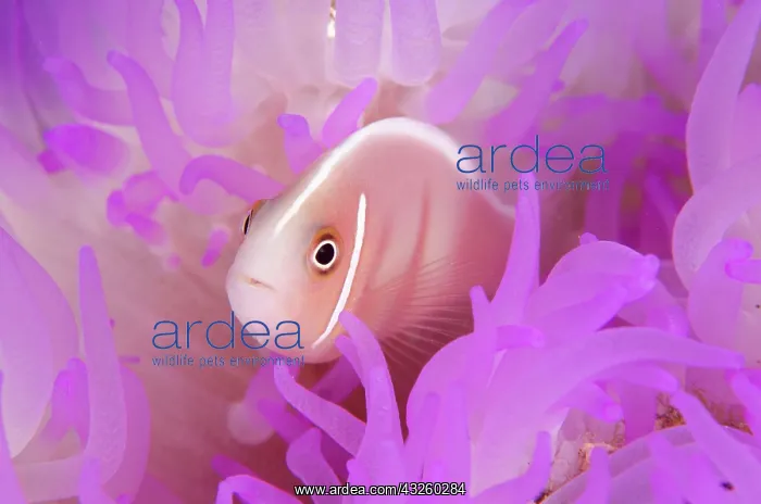 : Pink anemonefish (Amphiprion periderion), in pink : Pink anemonefish (Amphiprion periderion), in pink