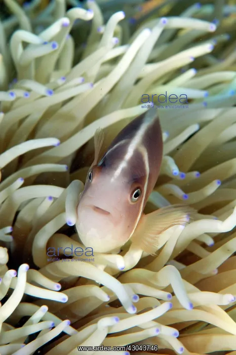 : Pink Anemonefish in blue-tipped Leathery Sea Anemone : Pink Anemonefish in blue-tipped Leathery Sea Anemone