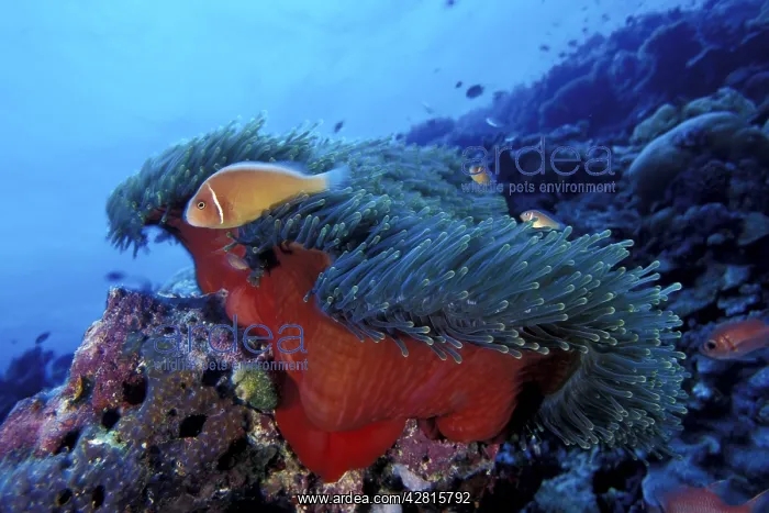 : Pink anemonefish in a closed anemone, Amphiprion perideraion : Pink anemonefish in a closed anemone, Amphiprion perideraion