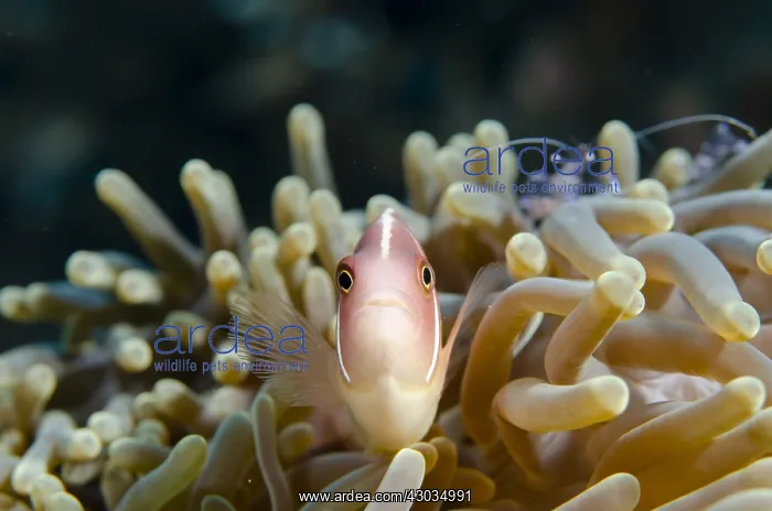 : Pink Anemonefish - in Magnificent Sea Anemone : Pink Anemonefish - in Magnificent Sea Anemone