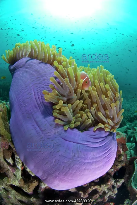 : Pink Anemonefish - Magnificent Sea Anemone ball : Pink Anemonefish - Magnificent Sea Anemone ball