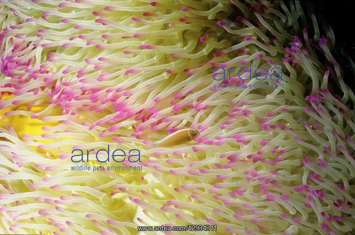 : Pink anemonefish in a Magnificent sea anemone (Heteractis : Pink anemonefish in a Magnificent sea anemone (Heteractis