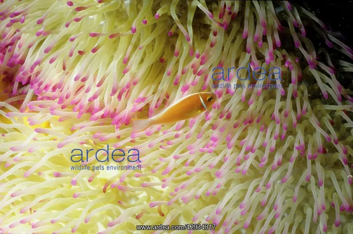 : Pink anemonefish in a Magnificent sea anemone (Heteractis : Pink anemonefish in a Magnificent sea anemone (Heteractis