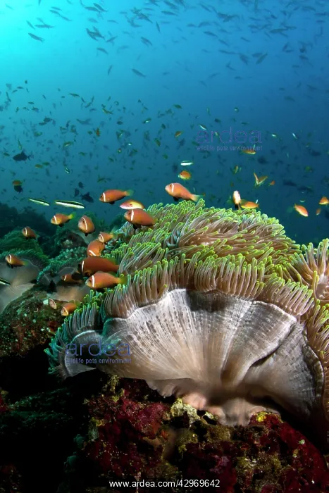 : Pink Anemonefish and Magnificent Sea Anemone (Heteractis : Pink Anemonefish and Magnificent Sea Anemone (Heteractis