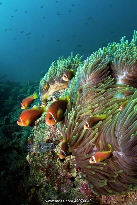 : Pink Anemonefish by Magnificent Sea Anemone (Heteractis : Pink Anemonefish by Magnificent Sea Anemone (Heteractis