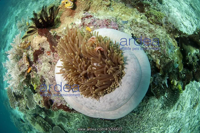 : Pink Anemonefish - pair in Magnificent Sea Anemone : Pink Anemonefish - pair in Magnificent Sea Anemone