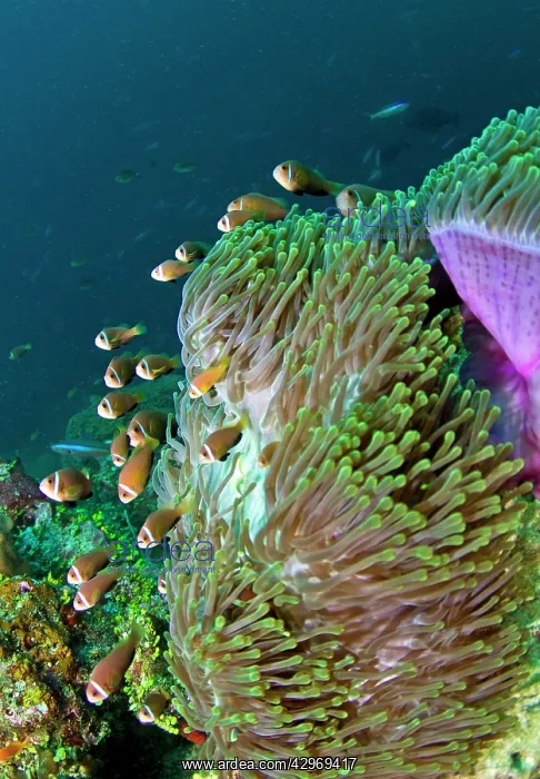 : Pink Anemonefish / Pink Skunk Clownfish - Magnificent : Pink Anemonefish / Pink Skunk Clownfish - Magnificent