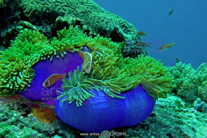 : Pink Anemonefish - around an unsually bright blue : Pink Anemonefish - around an unsually bright blue
