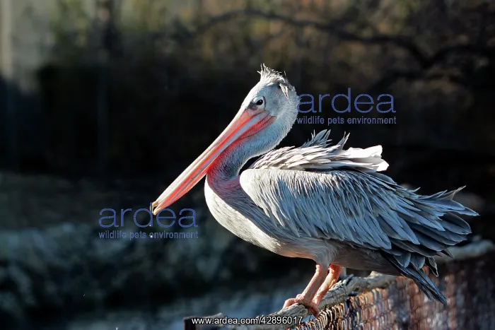 : Pink-backed Pelican : Pink-backed Pelican