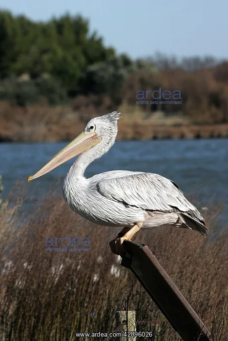 : Pink-backed Pelican : Pink-backed Pelican