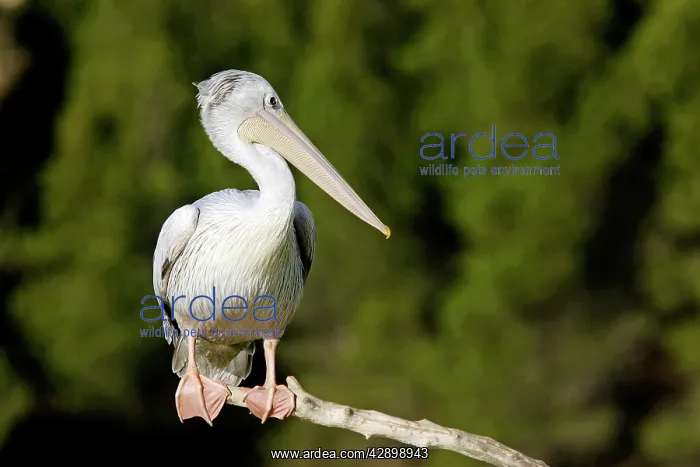 : Pink-backed Pelican : Pink-backed Pelican