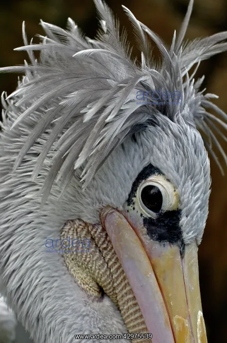 : Pink-backed Pelican : Pink-backed Pelican