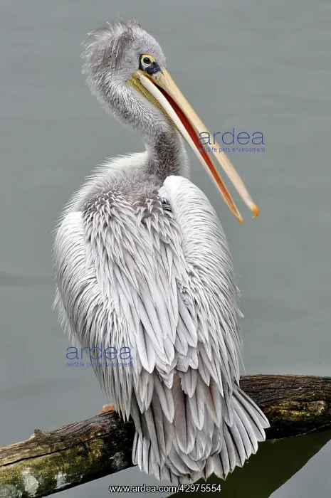 : Pink-backed Pelican : Pink-backed Pelican
