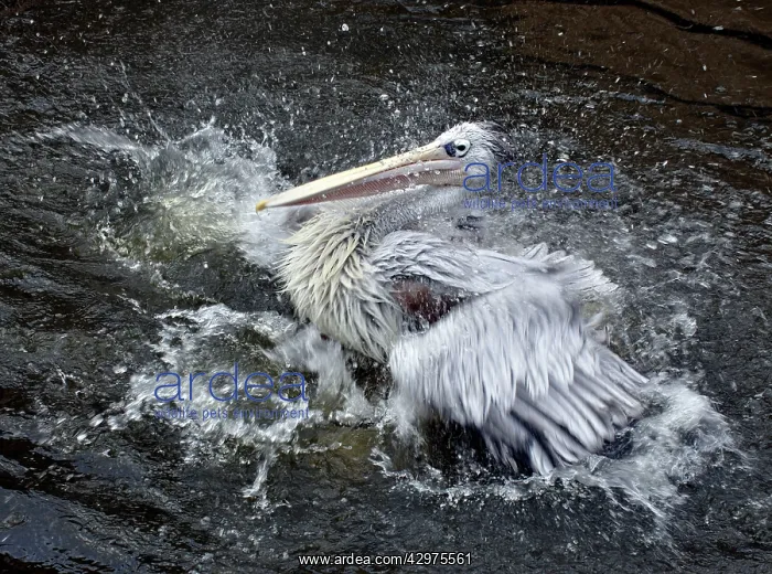 : Pink-backed Pelican - bathing : Pink-backed Pelican - bathing