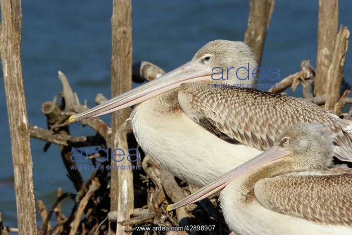 : Pink-backed Pelican - colony : Pink-backed Pelican - colony