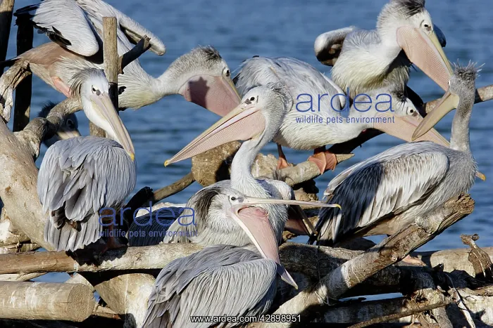: Pink-backed Pelican - colony : Pink-backed Pelican - colony