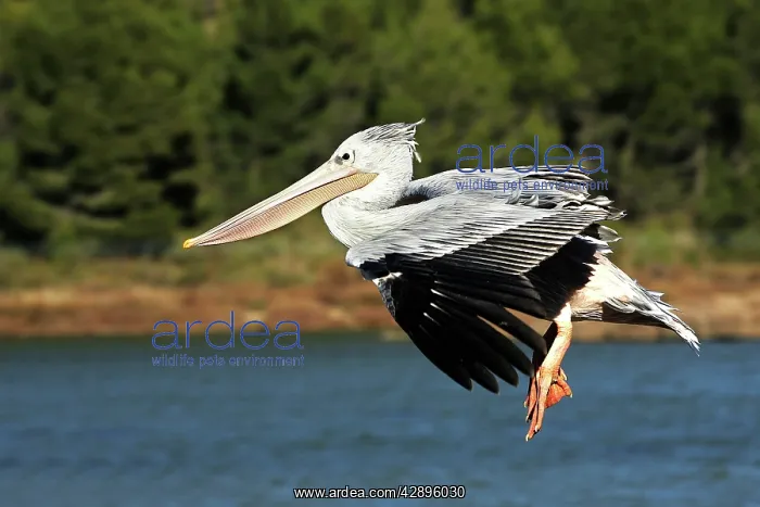 : Pink-backed Pelican - in flight : Pink-backed Pelican - in flight