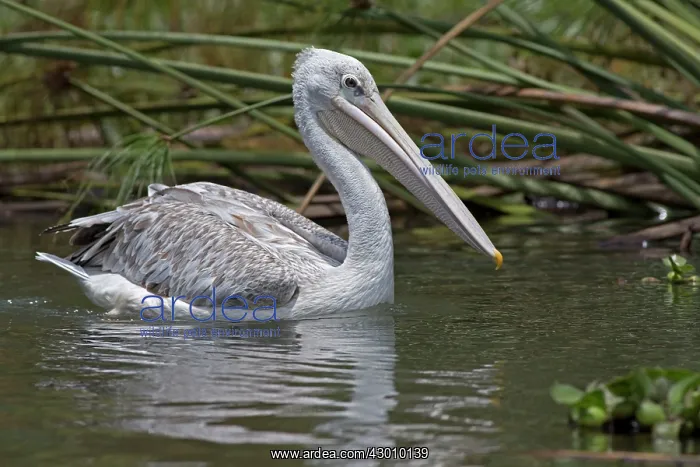  : Pink-backed Pelican Lake Naivasha, Kenya
