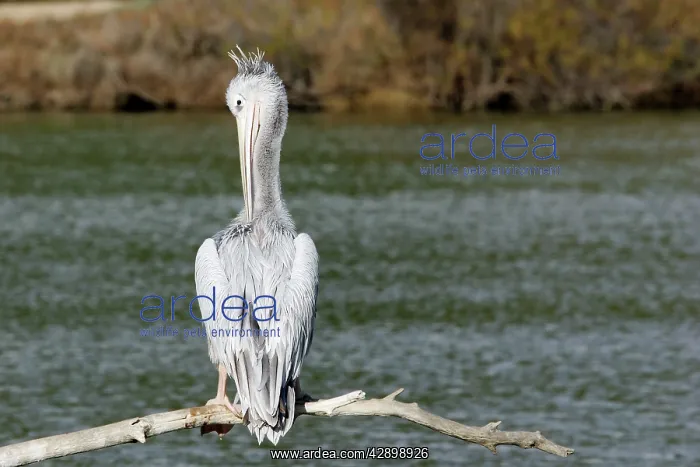 : Pink-backed Pelican - preening : Pink-backed Pelican - preening
