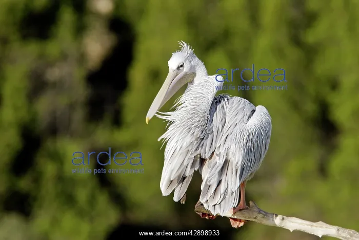 : Pink-backed Pelican - preening : Pink-backed Pelican - preening