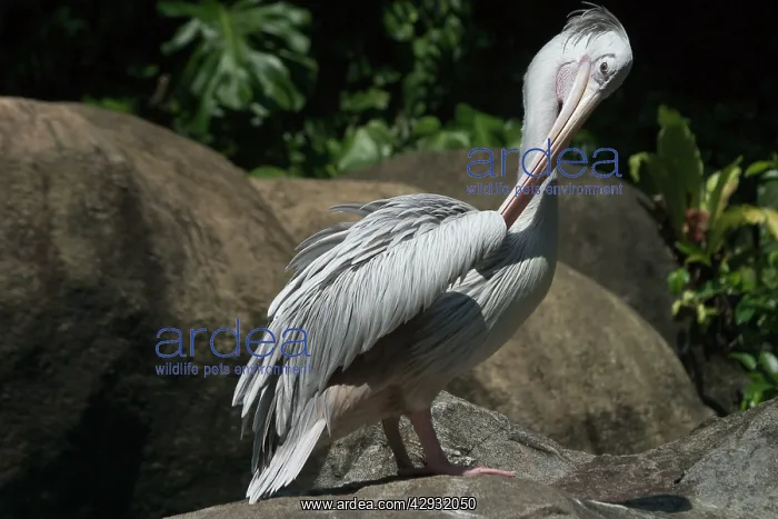 : Pink-backed Pelican - Preening : Pink-backed Pelican - Preening