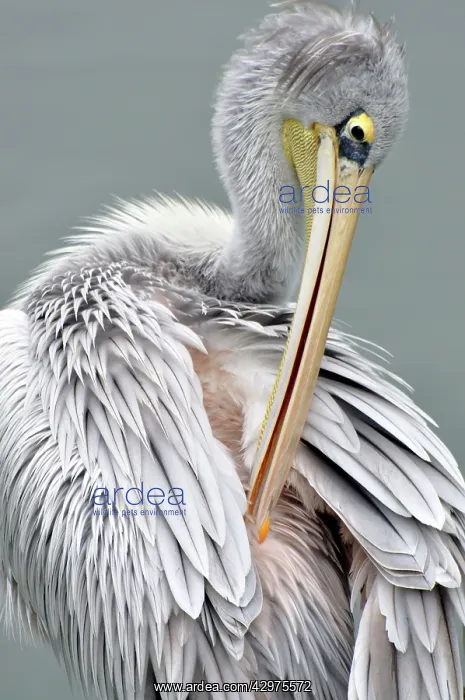 : Pink-backed Pelican - preening : Pink-backed Pelican - preening