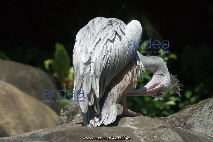 : Pink-backed Pelican - preening feathers : Pink-backed Pelican - preening feathers
