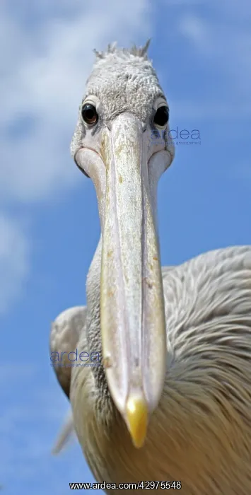 : Pink-backed Pelican - shows binocular vision : Pink-backed Pelican - shows binocular vision